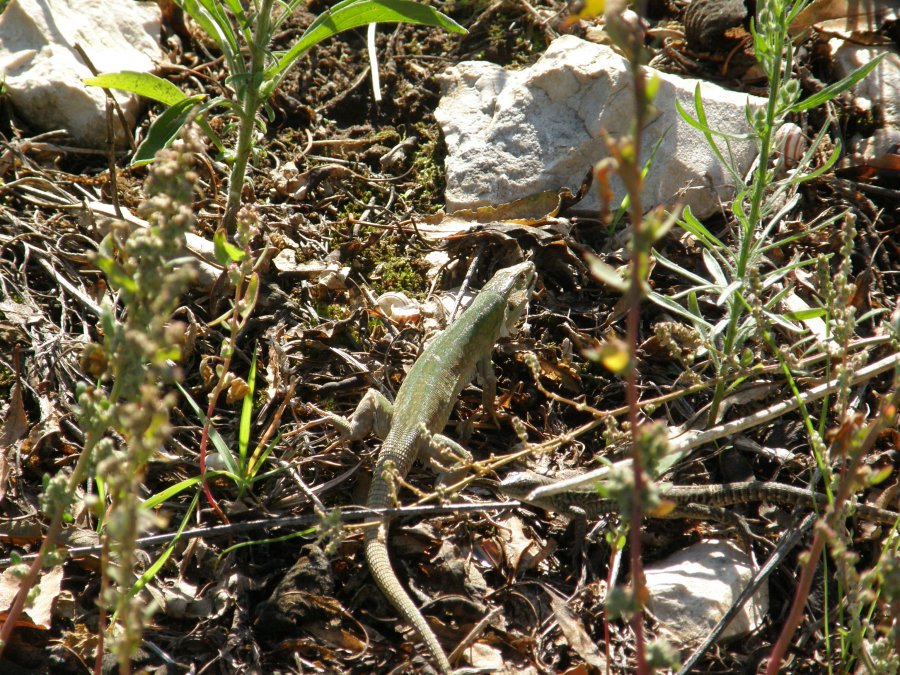 Il pasto autunnale della campestre